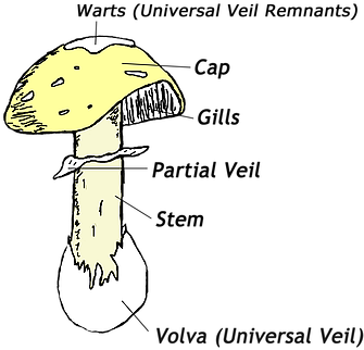 Fungi Are A Hugely Megadiverse Kingdom Within The Domain - Mushroom (341x361), Png Download