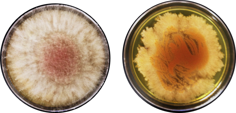 Picture A Flask Full Of Microbe Juice Containing A - Jellyfish (778x374), Png Download