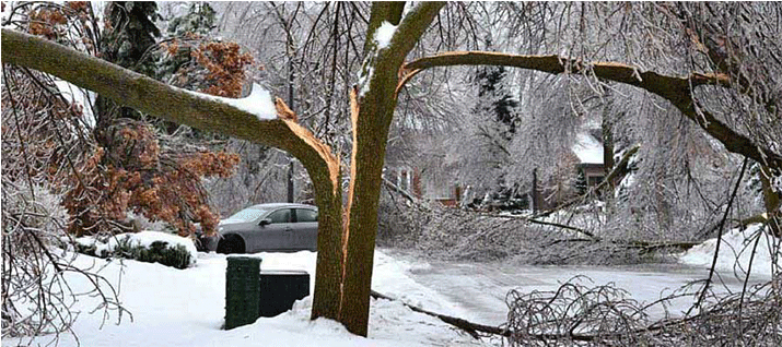 Spring Snow Storm Tree Damage - Snow Plant (714x506), Png Download