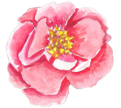 Links - Japanese Camellia (400x400), Png Download