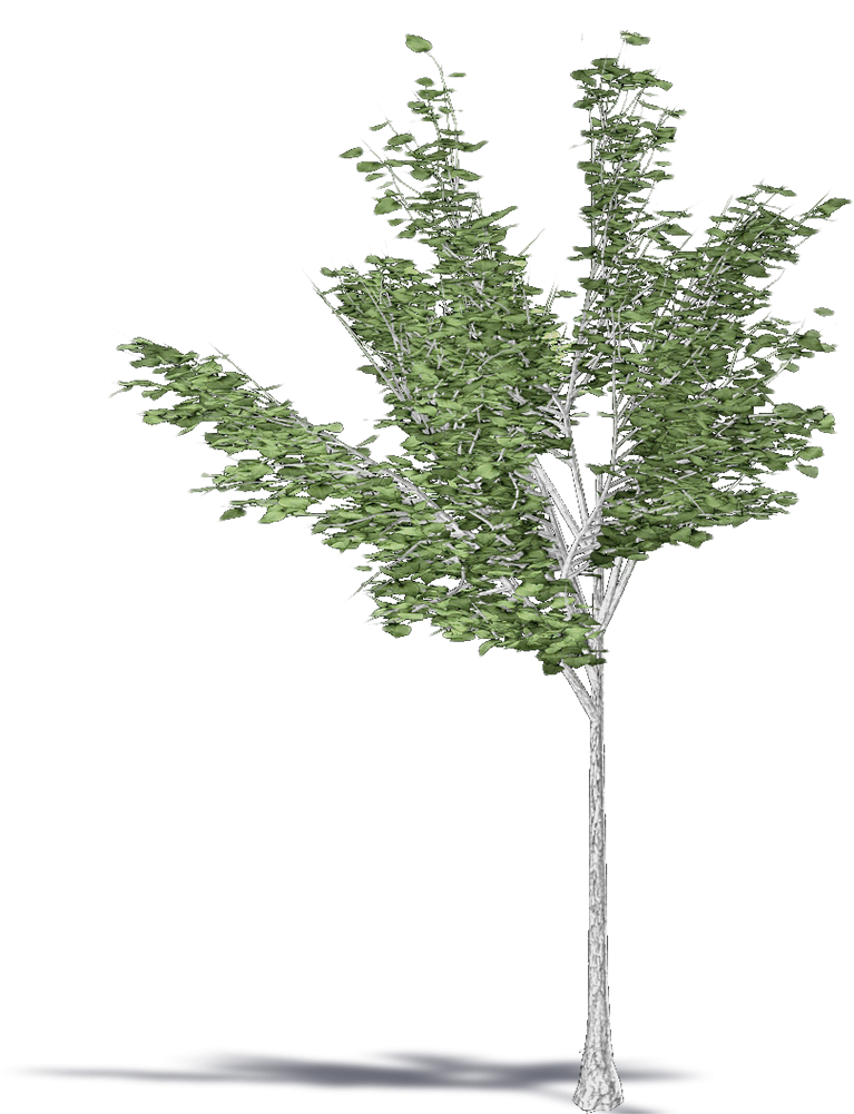 Paper Birch (1000x1000), Png Download
