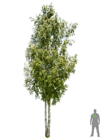 Sand Birch, White Birch - Betula Png (450x600), Png Download
