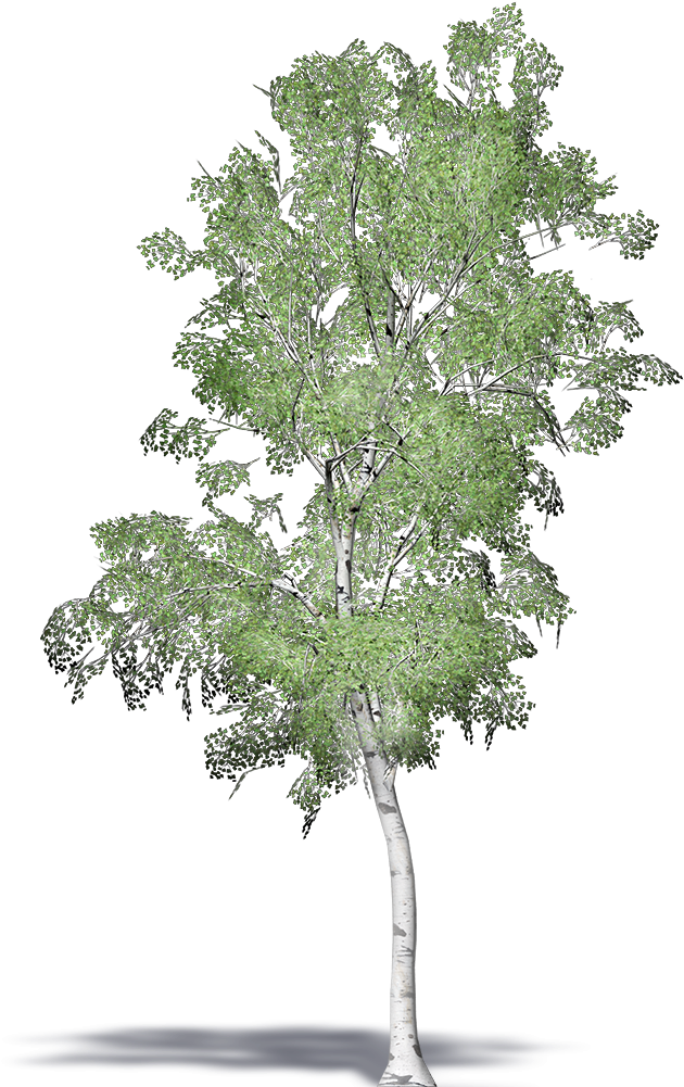 Pond Pine (1000x1000), Png Download