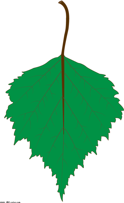 Birch Clipart Transparent - Birch (567x822), Png Download