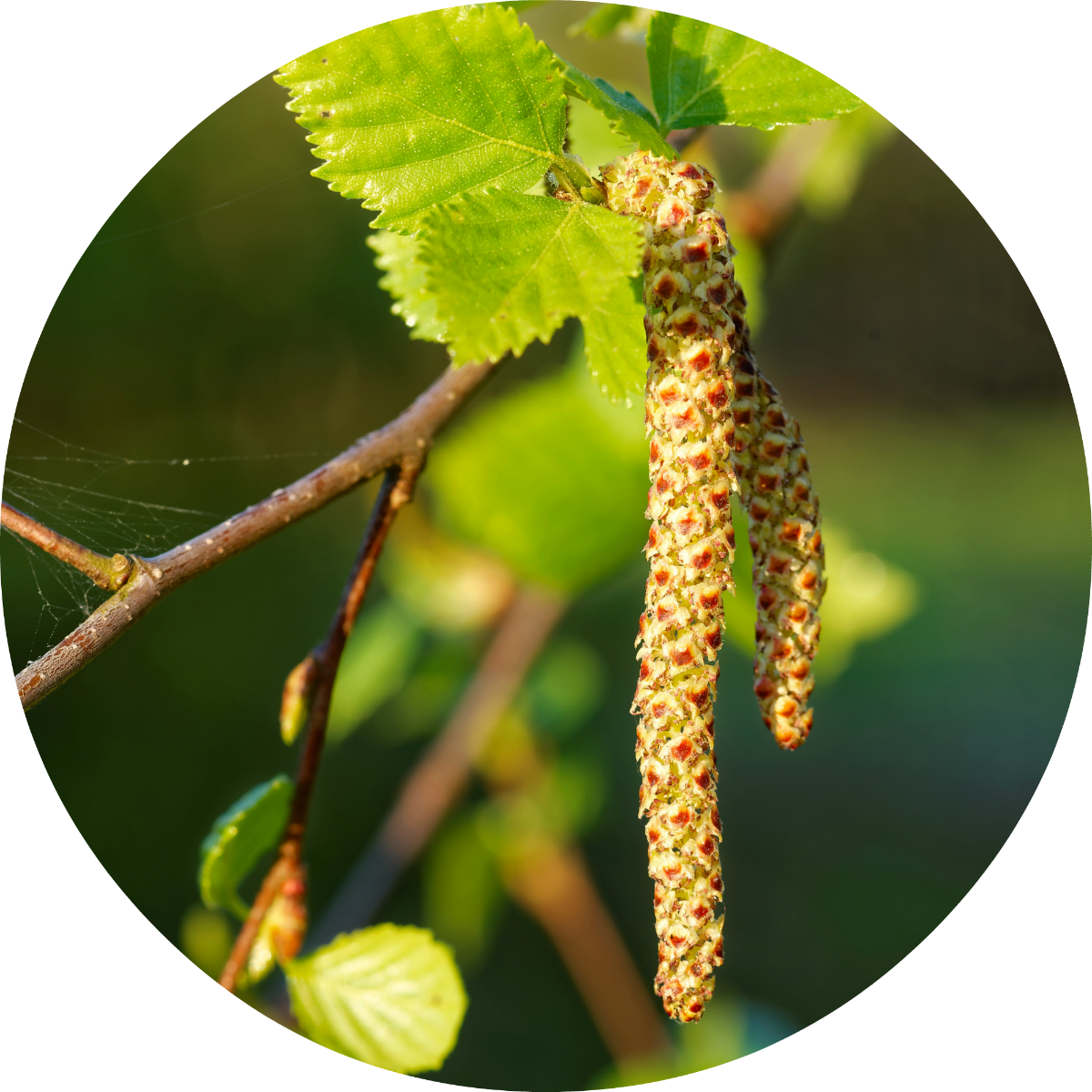 Birch (1200x1200), Png Download