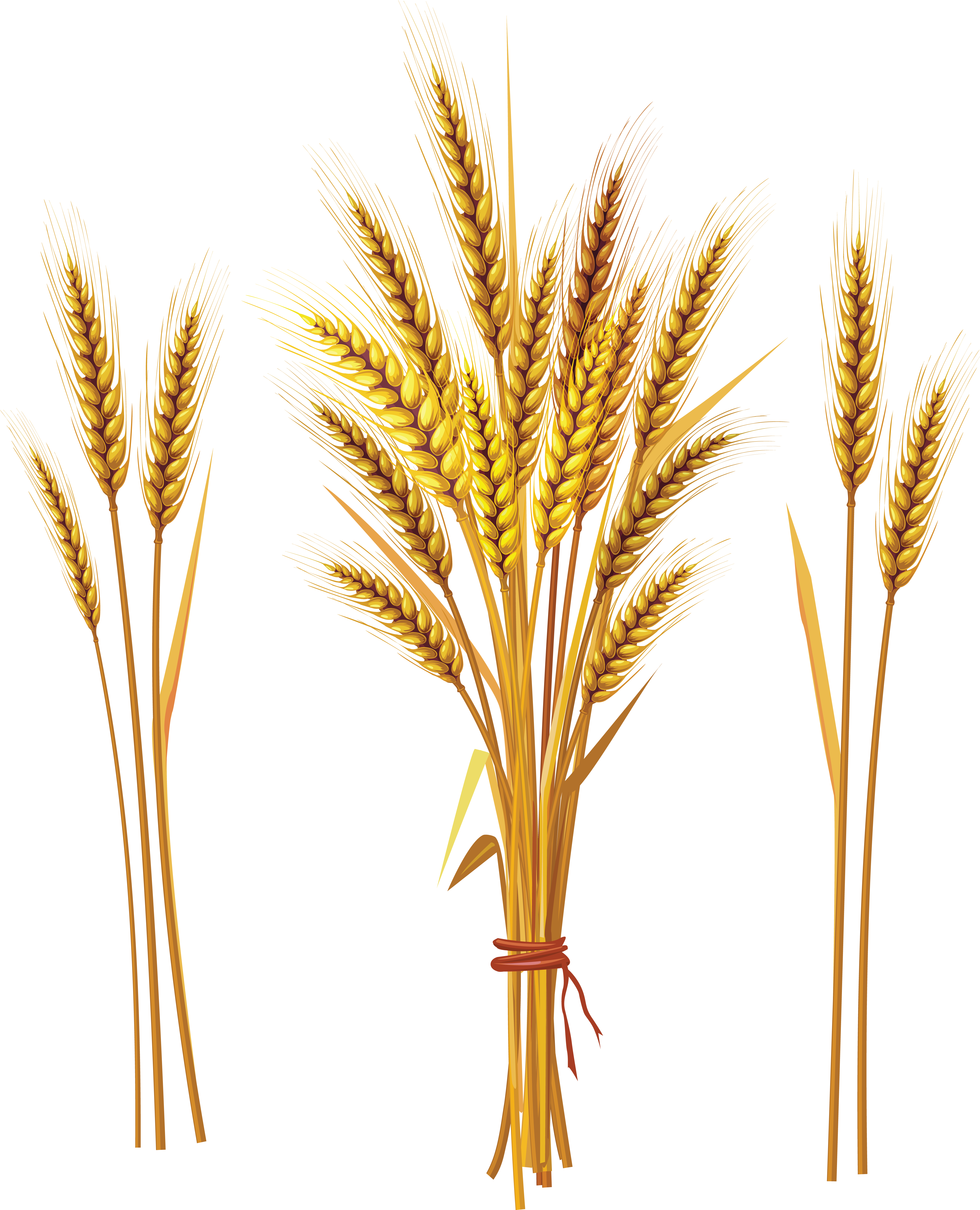 Banner Free Library Png Images Free Download - Wheat Spike (4585x5662), Png Download