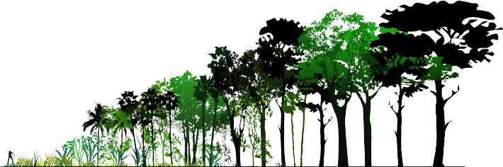 Horizontal Ecological Structures Of British Woodland (715x271), Png Download