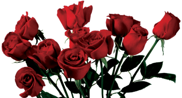 Rose With Thorns For Free Download On Mbtskoudsalg - Rose Transparent (640x360), Png Download