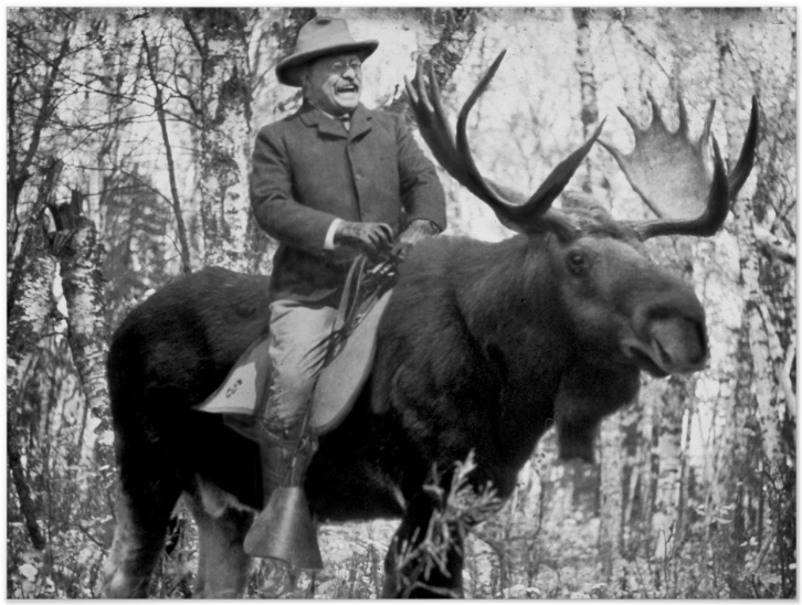 Teddy Roosevelt Riding A Bull Moose Posters - Teddy Roosevelt Bull Moose (855x855), Png Download