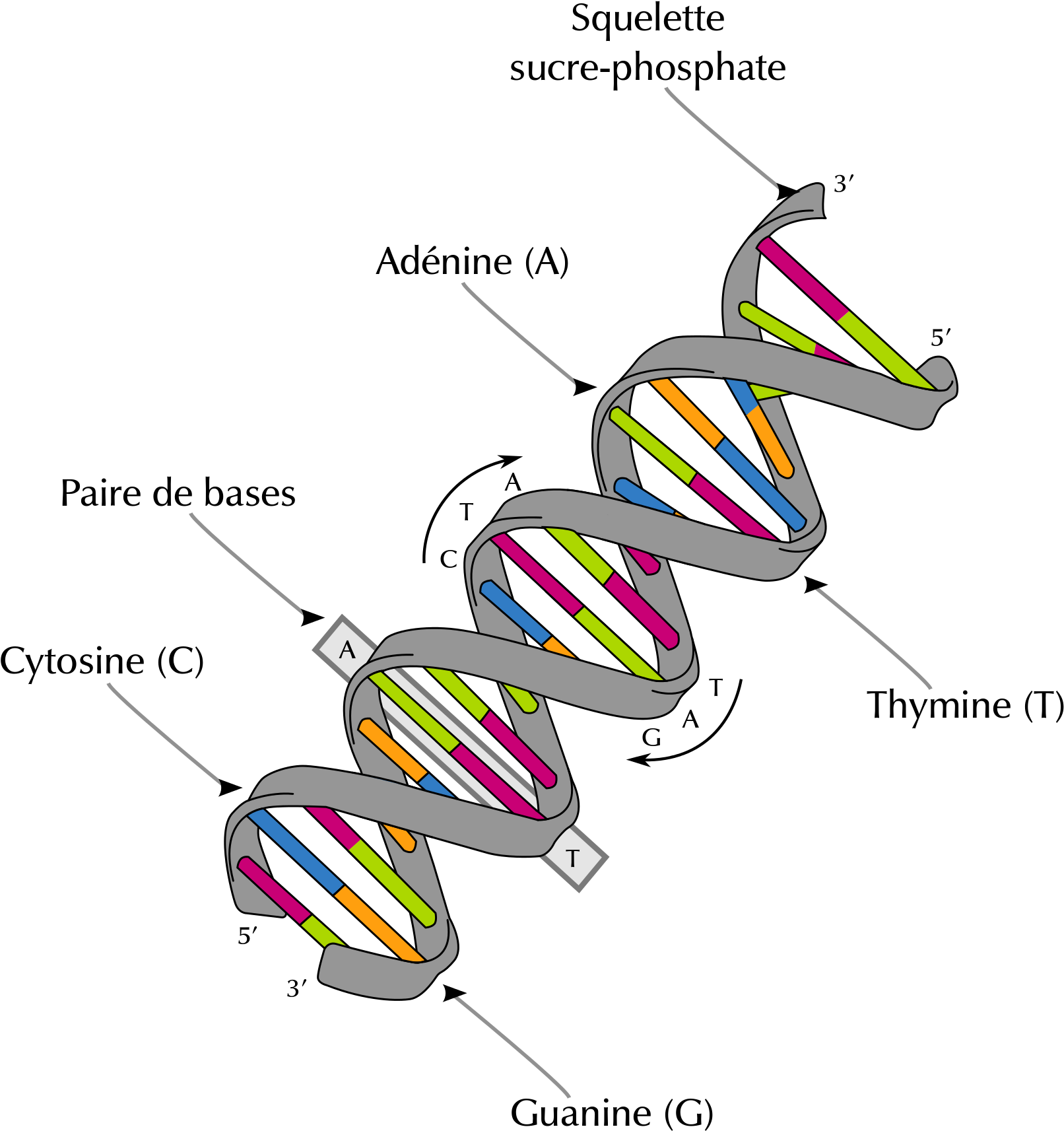 Dna Structure Png Svg Freeuse - Dna Structure And Bases (2000x1961), Png Download