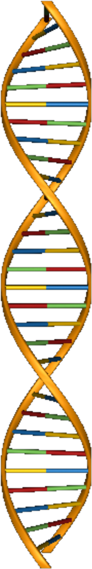 Dna Structure Png - Dna Structure Model Png (420x1997), Png Download