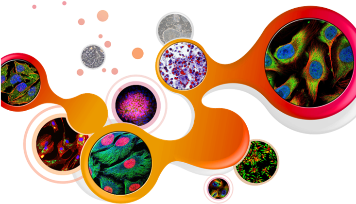 Normal Primary Cells By - Human Primary Cells (735x437), Png Download