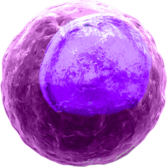 Γδ T Cell - T Cell Png (350x350), Png Download