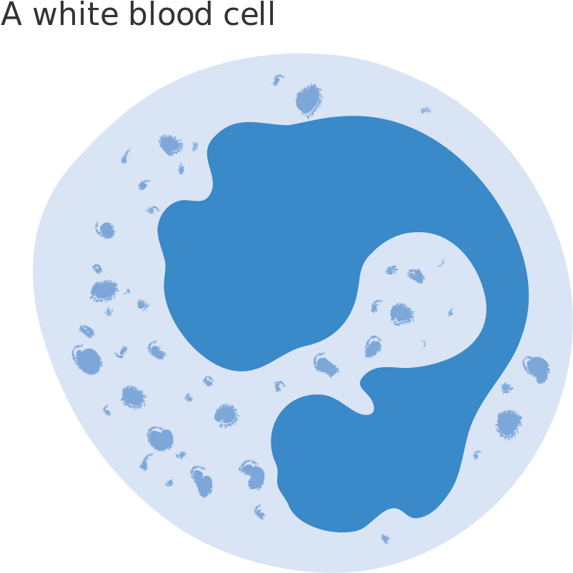 Diagram Of A White Blood Cell Cruk - White Blood Cells Png (1000x987), Png Download