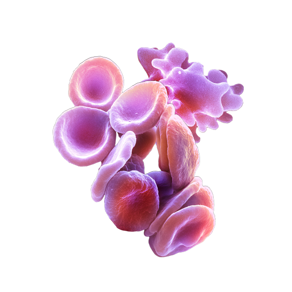 Our Bioanalytical Team Measure Cytokine Responses In - Biologia. Natureza E Sociedade - Volume 1. Série Brasil (600x600), Png Download