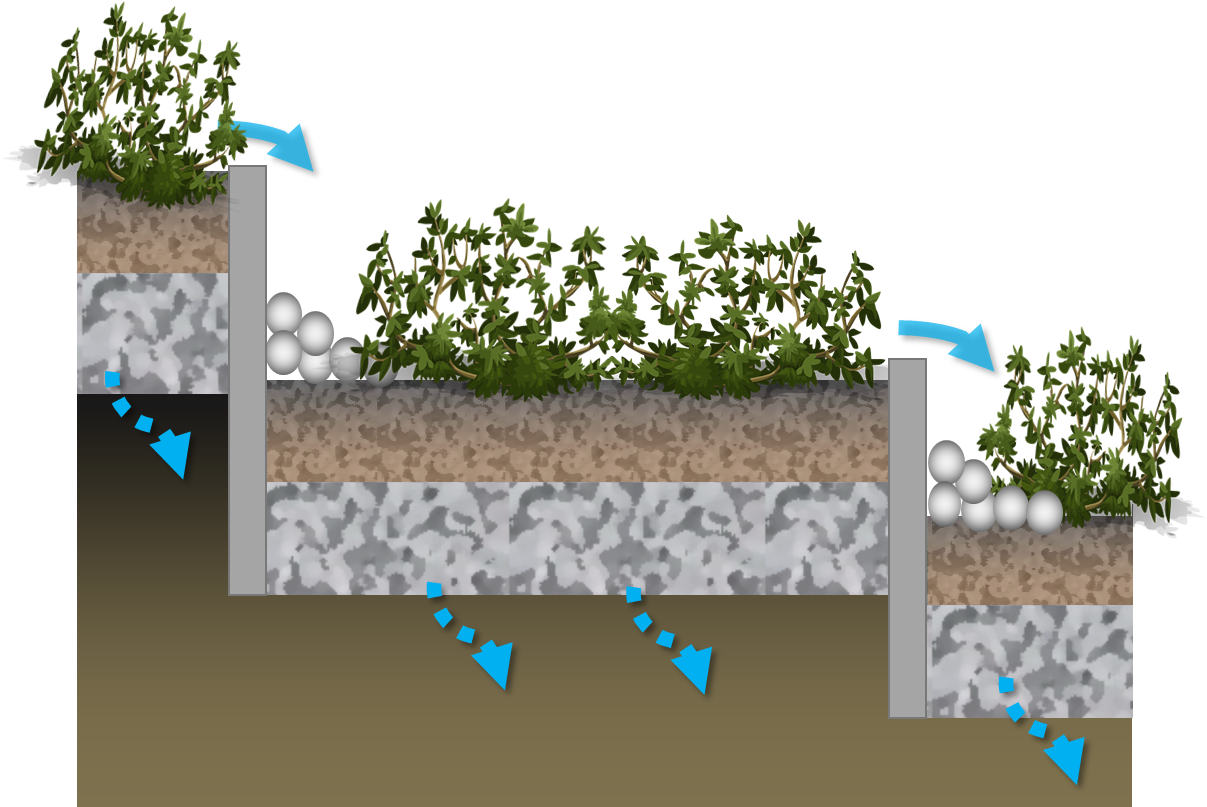 Stepped Cells - Tree (1229x884), Png Download