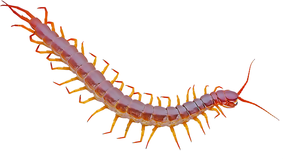 Centipedes - Desert Centipede Translucent Background (1000x1000), Png Download