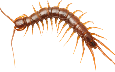 Pest Control Ma Extermination - Gom Insect (400x400), Png Download