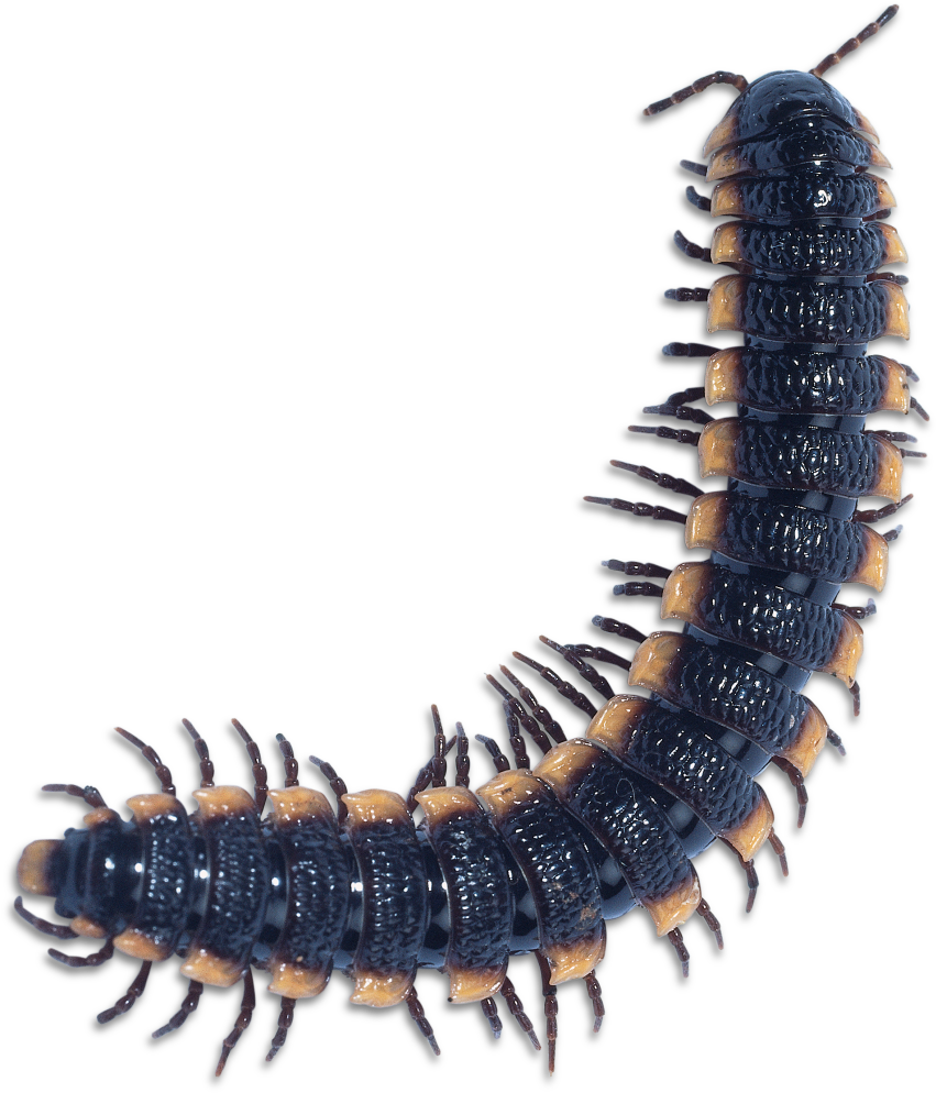 Jpg Freeuse Caterpillar Clipart Centipede - Millipede Png (960x1074), Png Download