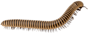 Light Brown Millipede - Millipede Transparent (400x400), Png Download