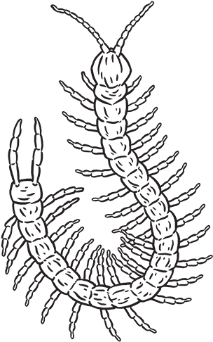 Centipede (500x500), Png Download