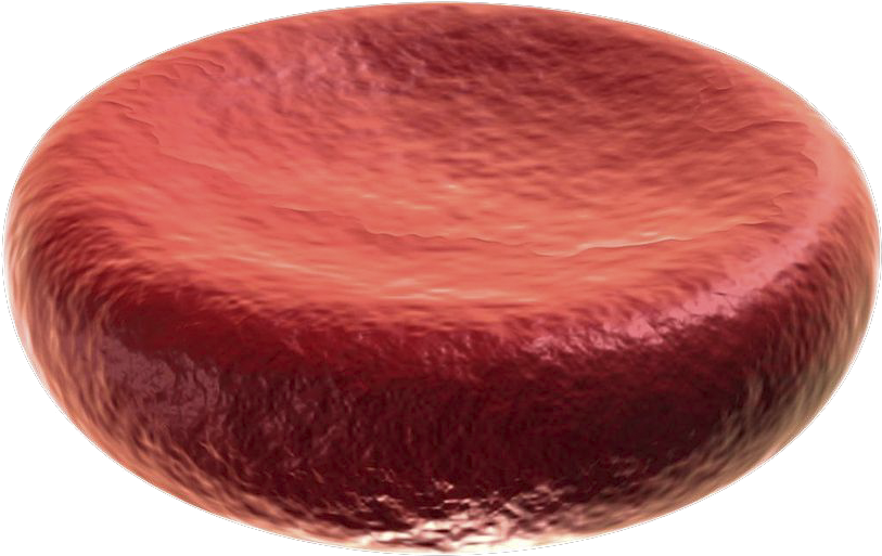 Clip Art Free Erythrocytes Cells Text Images Music - Red Blood Cell Transparent (1024x640), Png Download