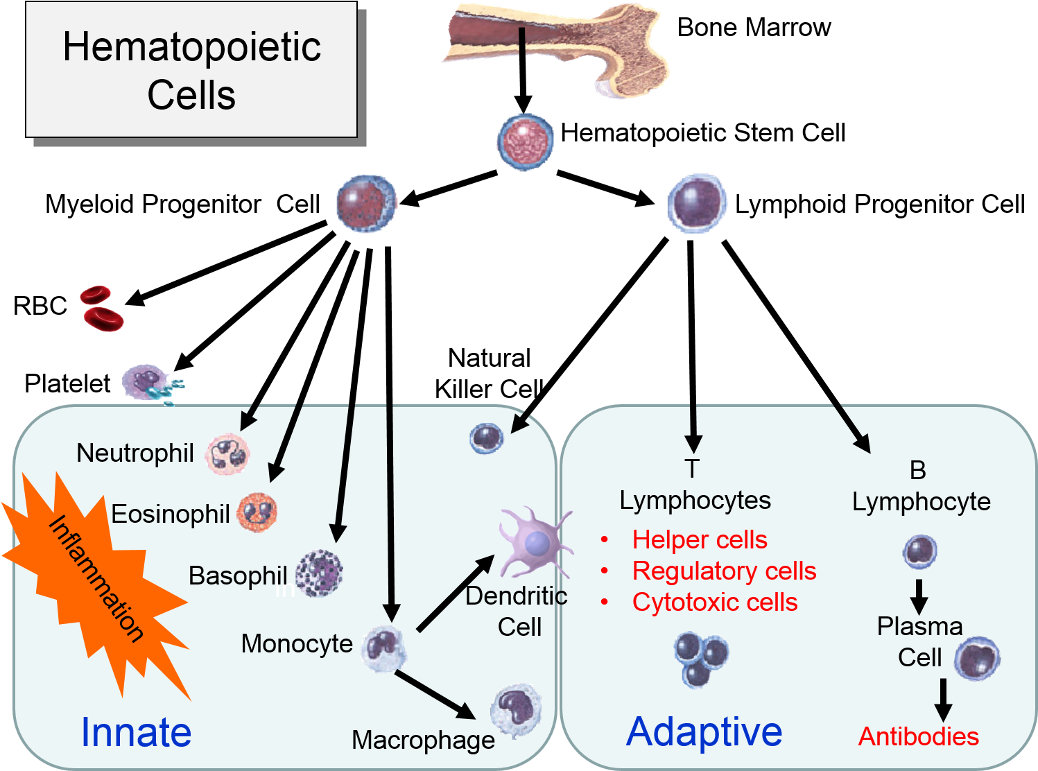 Hematopoeticstemcells - Innate Vs Adaptive Immunity Chart (1507x1191), Png Download