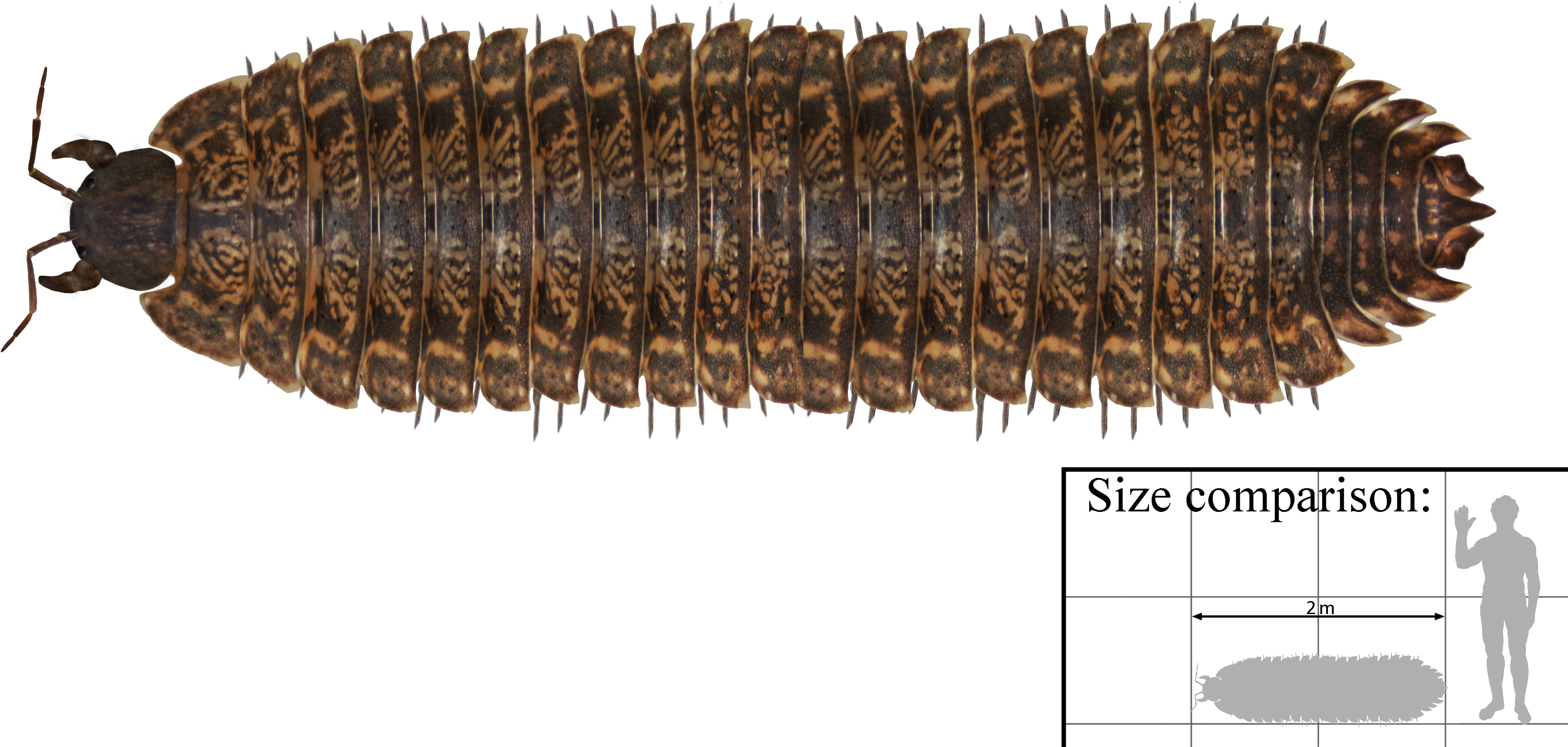 They're Also Fucking Ancient - Arthropleura (6942x3938), Png Download