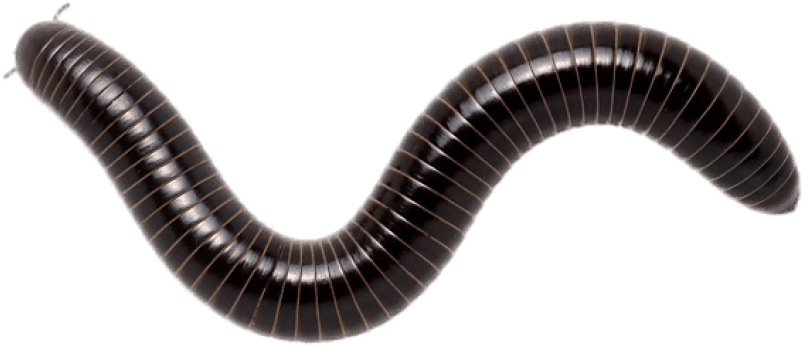 Download - Transparent Millipede (600x280), Png Download
