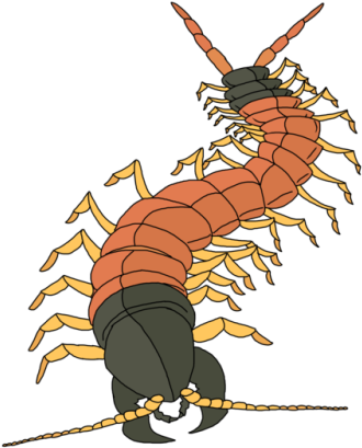 Coyote Peterson Got Bitten By A Giant Desert Centipede - Giant Desert Centipede (500x525), Png Download