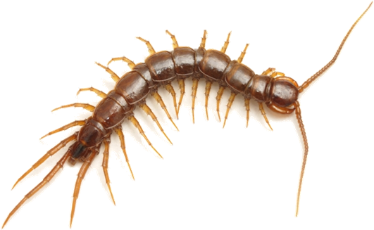 Centipedes - Invertebrate Animals Arthropods (554x554), Png Download