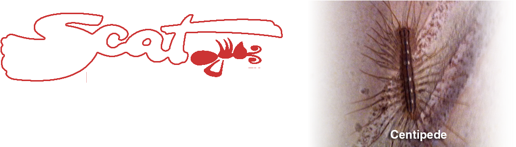 6-centipede - Centipedes (1145x300), Png Download