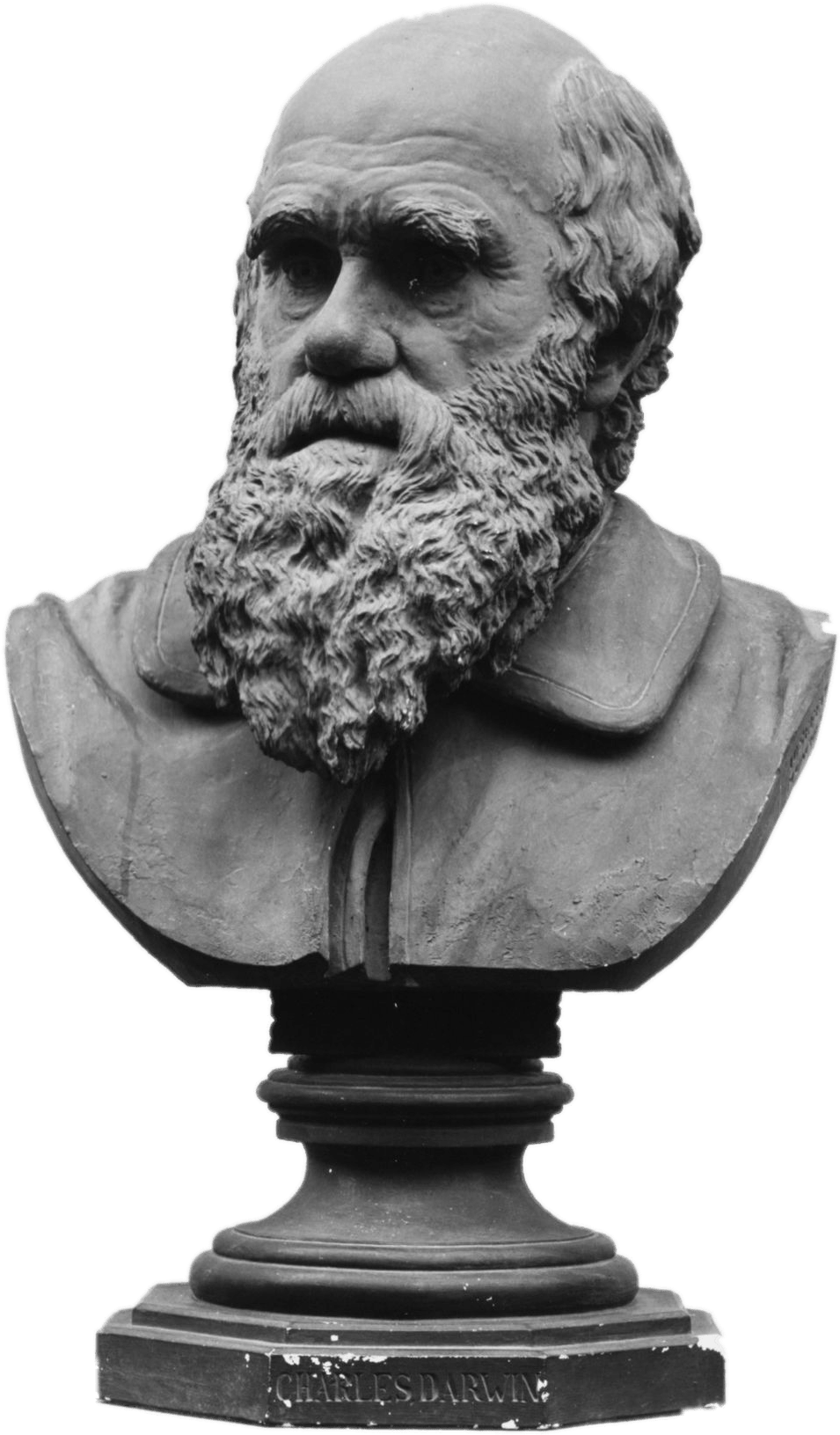 Bust Of Charles Darwin - Charles Darwin (1200x1727), Png Download
