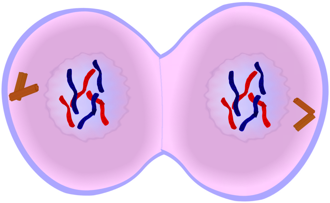 Telophase Of Mitosis - Telophase Key Events (1228x730), Png Download
