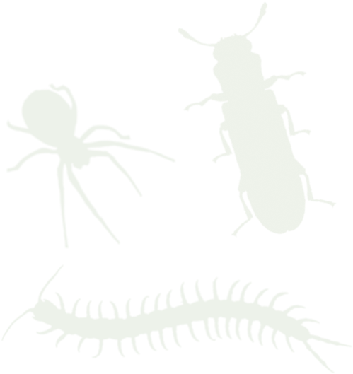 Other Insects - Tiger Beetle (600x600), Png Download