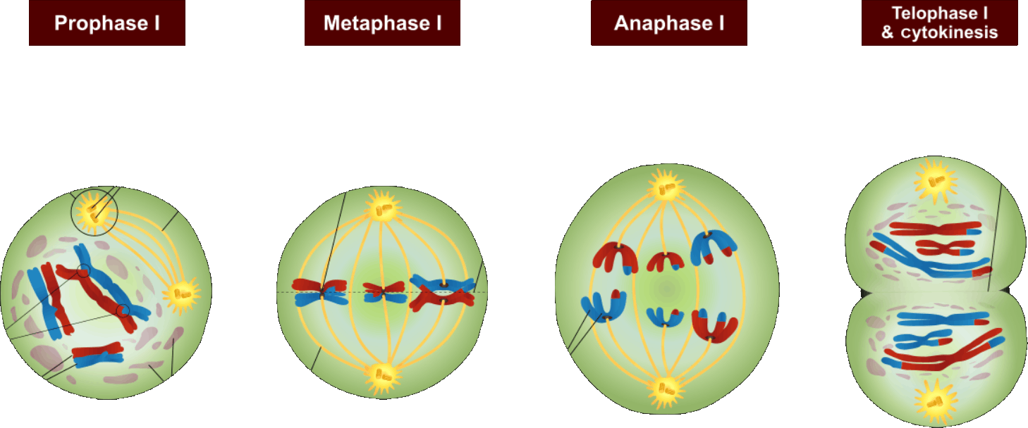 Cell Devision Meiosis I Of Image - Meiosis 1 (1458x608), Png Download