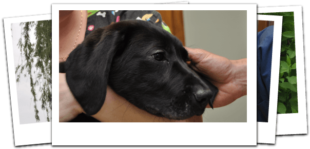 Resources - Care Credit - Carecredit, Llc (623x290), Png Download