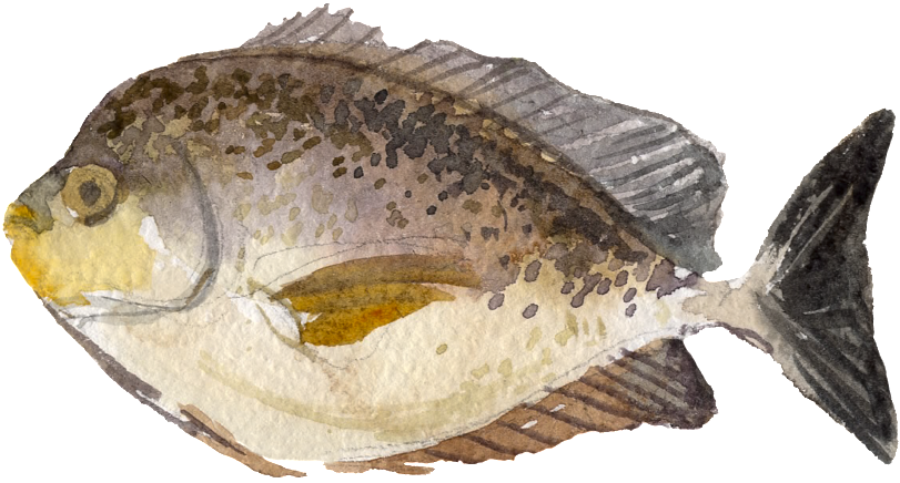 Gray Watercolor Hand Drawn Fish Transparent - Portable Network Graphics (1024x1024), Png Download