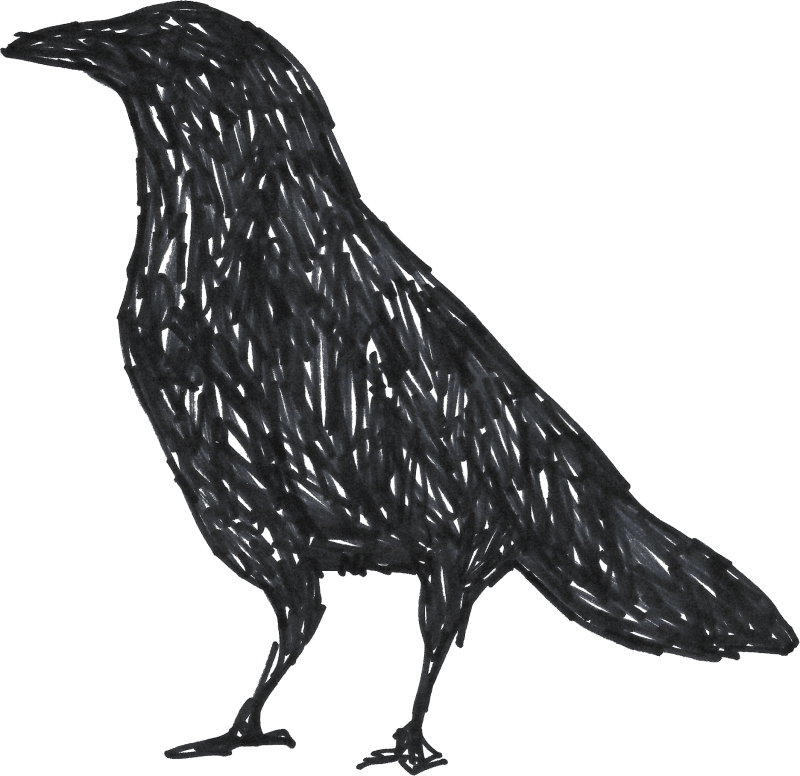 Crows Are Actually Cool Little Buddies • Lifewhack - Drawing (800x776), Png Download