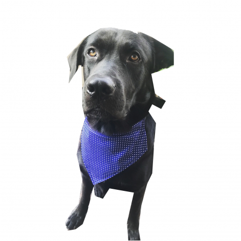 Dog Catches Something (470x611), Png Download