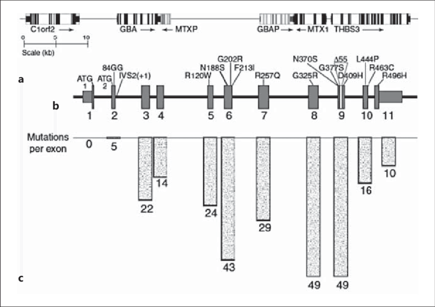 Gba Structure And Mutation Distribution - Chromosome 1 (850x600), Png Download