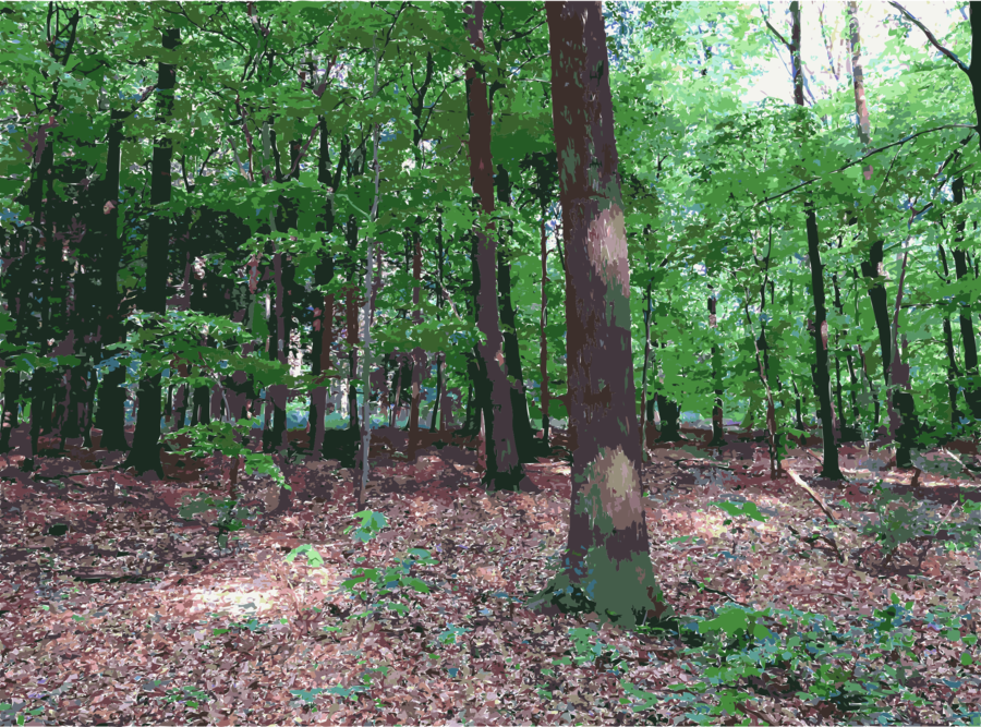 Download Forest Transparent Clipart Woodland Temperate - Transparent Forest (900x667), Png Download