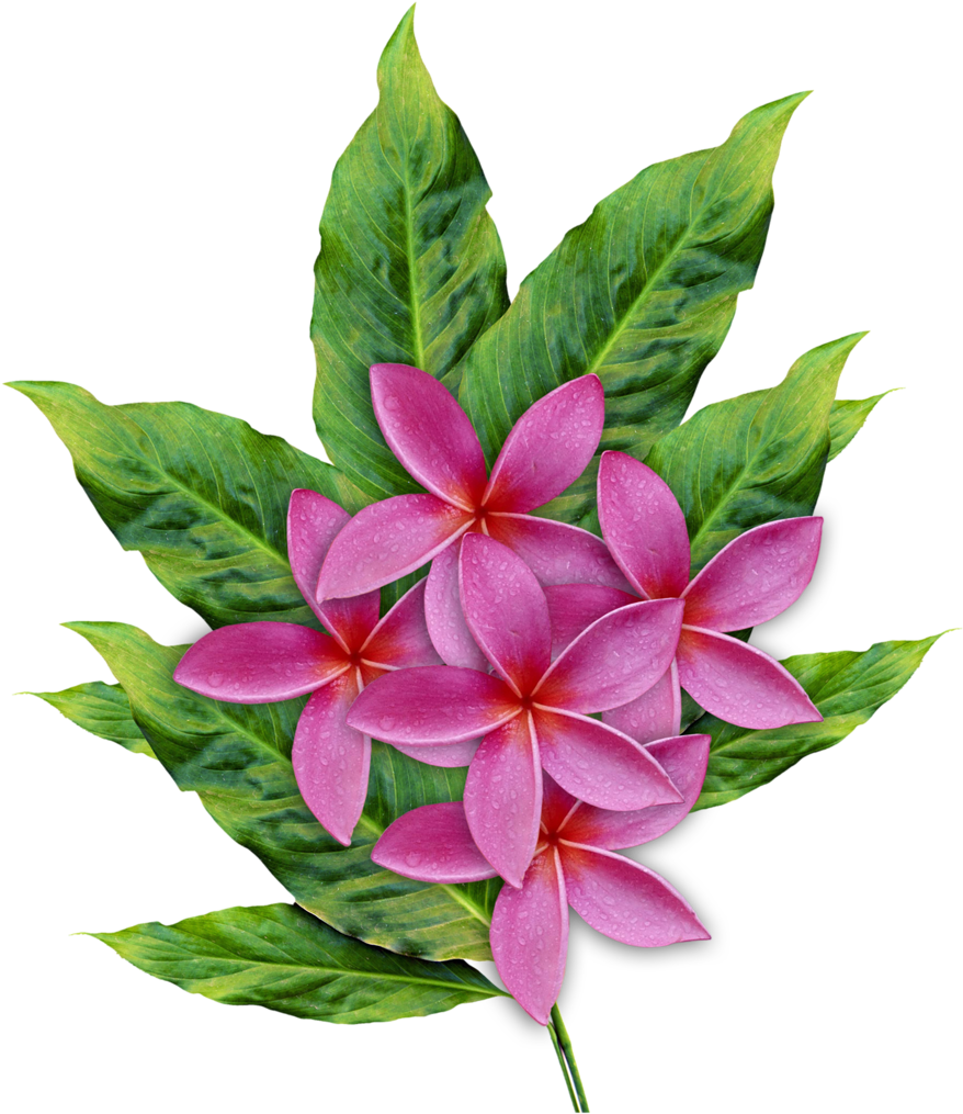 Illustrations - Plumeria (910x1024), Png Download
