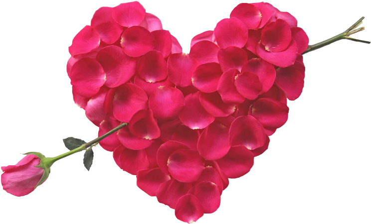 Rose Heart And Arrow - Flower Bokeh Images Hd (866x650), Png Download