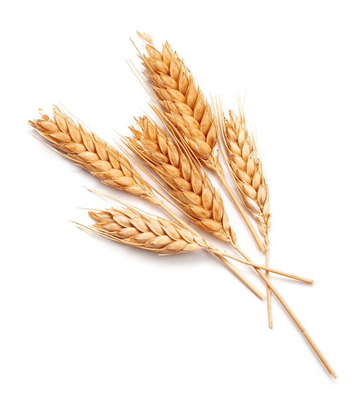 Wheat-food - Wheat Png (1123x1080), Png Download