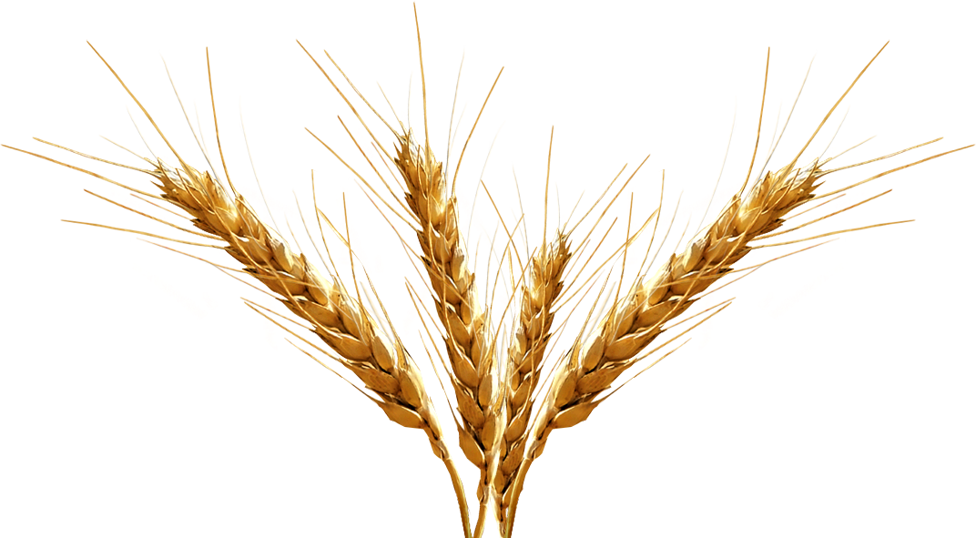 Barley Clipart Transparent - Barley Png (1072x591), Png Download