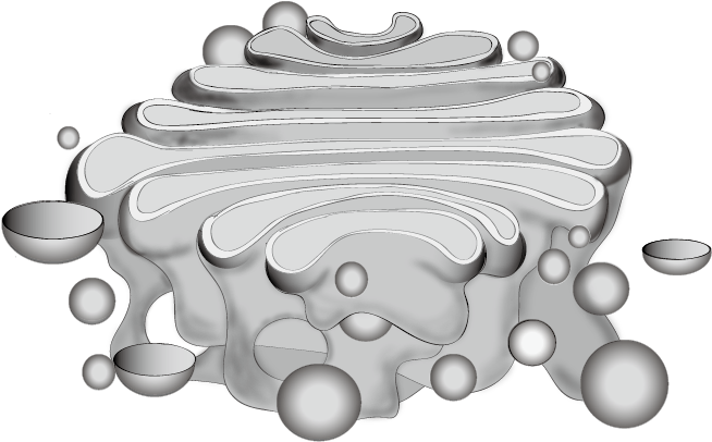 201601 Golgi Body - Golgi Body Clip Art (659x434), Png Download