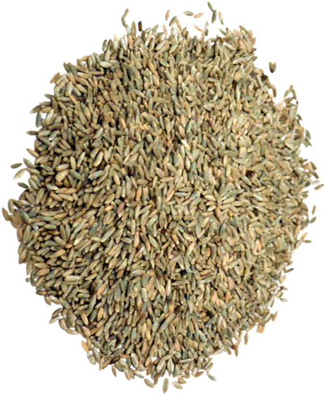Organic Rye Grain - Rye (700x700), Png Download