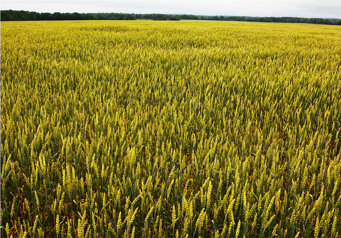 Stone House Farm Is Dedicated To Demonstrating A Viable - Agriculture (2320x776), Png Download
