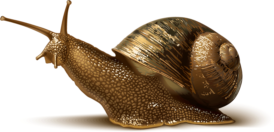 Slug Image - Charmzone Feverlet Snail Cover Cc Cushion (1400x700), Png Download